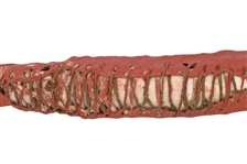 Rare Buffalo Rib Indian Dance Bow