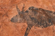 Rare Indian Buffalo Hide Shield w/ Painted Buffalo