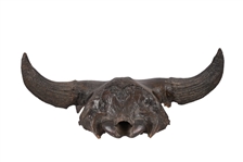 Buffalo Skull