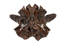 Buffalo Skull