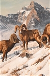 Gary R. Swanson Oil Painting of Rams