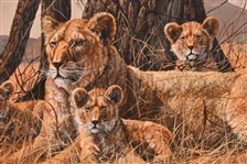 Gary R. Swanson Original Oil Painting of Lions