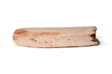 Indian Used Mammoth Ivory Hide Scraping Tool