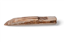Indian Used Mammoth Ivory Hide Scraping Tool