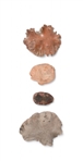 Collection of 4 Indian Buffalo Calling Stones