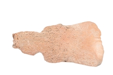 Indian Buffalo Bone Hoe or Spoon