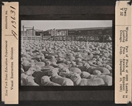 Wyoming and Colorado Negative Glass Slides c.1920s