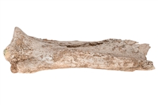 Buffalo Bone Found With Lodged Arrowhead