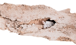 Buffalo Bone Found With Lodged Arrowhead