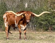 Pair of Huge Texas Longhorn Steers