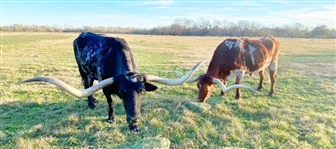 Pair of Huge Texas Longhorn Steers