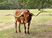 Pair of Huge Texas Longhorn Steers