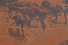 Large Cattle Drive Scene Photo