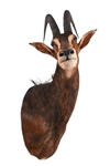 African Sable Taxidermy Shoulder Mount