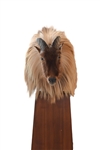 Himalayan Tahr Taxidermy Mount
