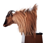 Himalayan Tahr Taxidermy Mount