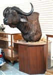 Cape Buffalo Taxidermy Shoulder Mount Custom Stand