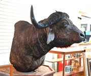 Cape Buffalo Taxidermy Shoulder Mount Custom Stand