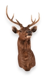 Rare Sambar Deer Taxidermy Shoulder Mount