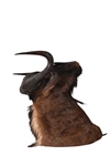 Black Wildebeest Taxidermy Shoulder Mount