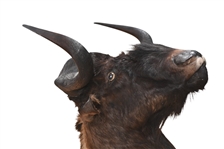 Black Wildebeest Taxidermy Shoulder Mount
