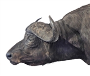 Cape Buffalo Shoulder Mount