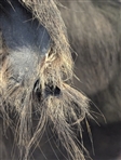 Cape Buffalo Shoulder Mount
