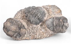 Josh Simpson Tektite Portal & Trilobite Fossil