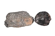 Josh Simpson Tektite Portal & Trilobite Fossil
